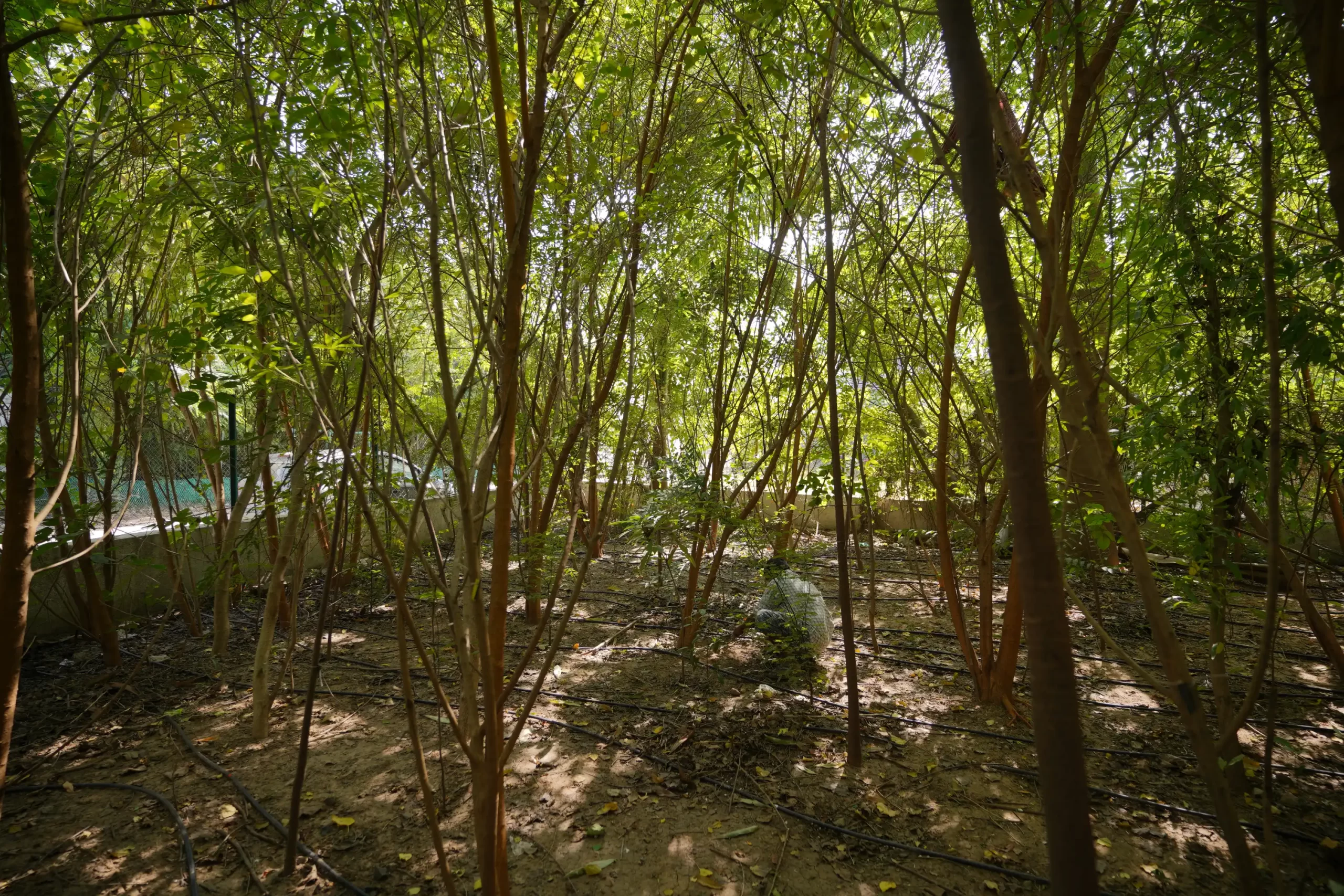 Afforestation Programmes