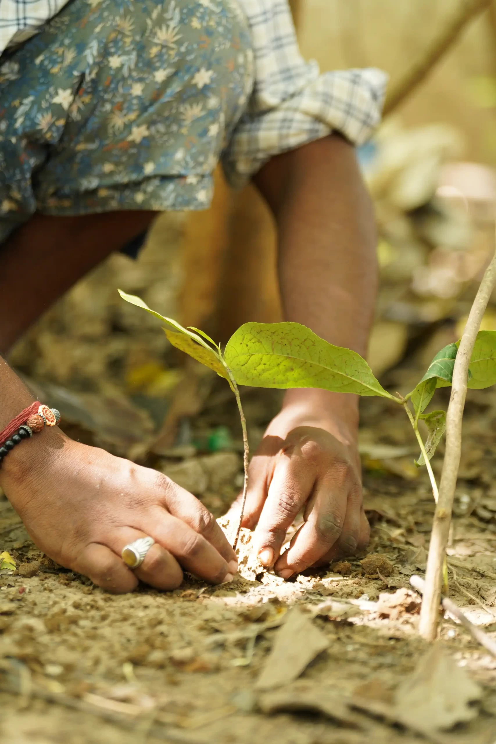 Native Tree Plantation Drives