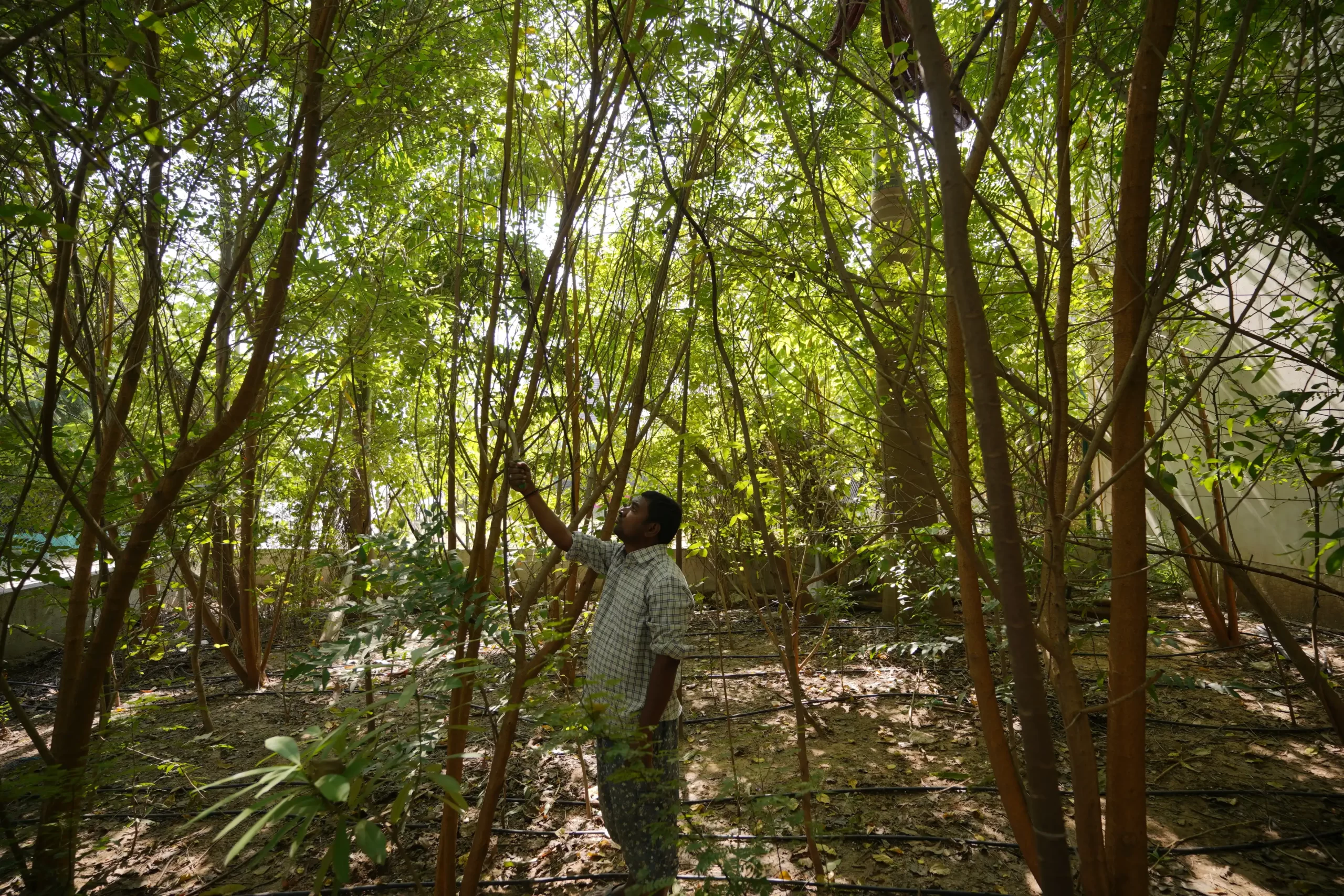 Miyawaki Dense Forests